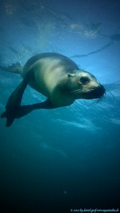 Seelöwe, sea-lion