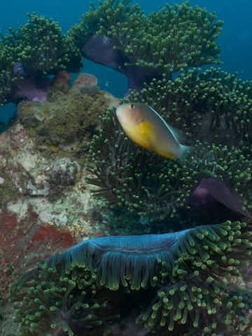 Weissrücken-Anemonefisch mit Anemonen
