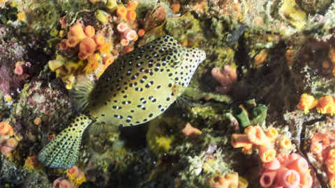 Kofferfisch