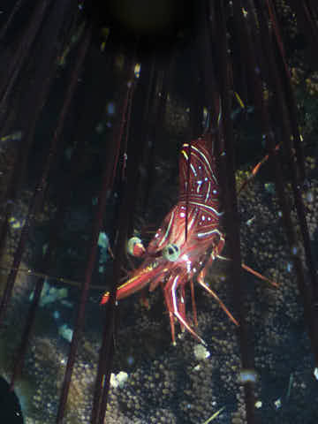 Tanzgarnele