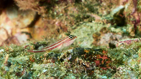 Schleimfisch