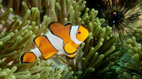 Anemonefisch