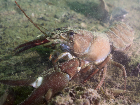 Signalkrebs Portrait