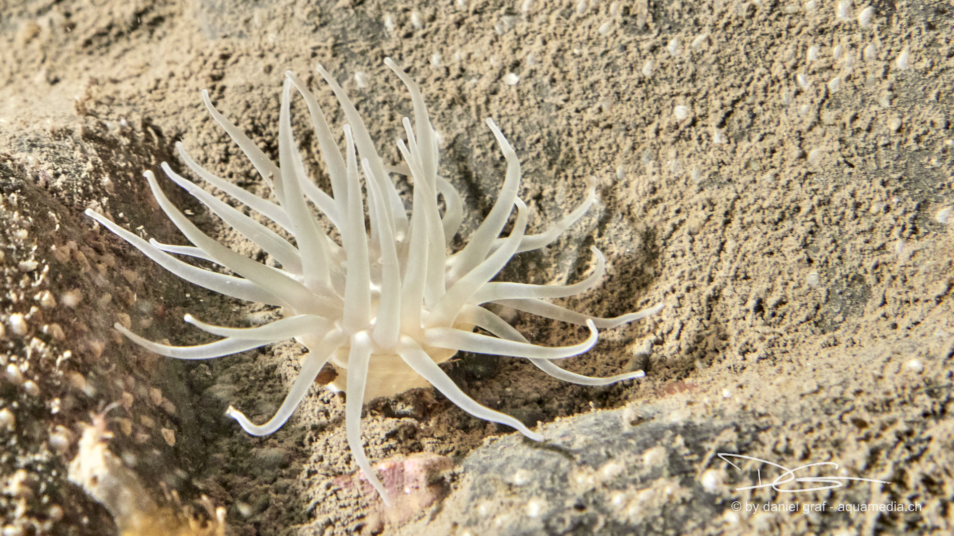 Anemone
