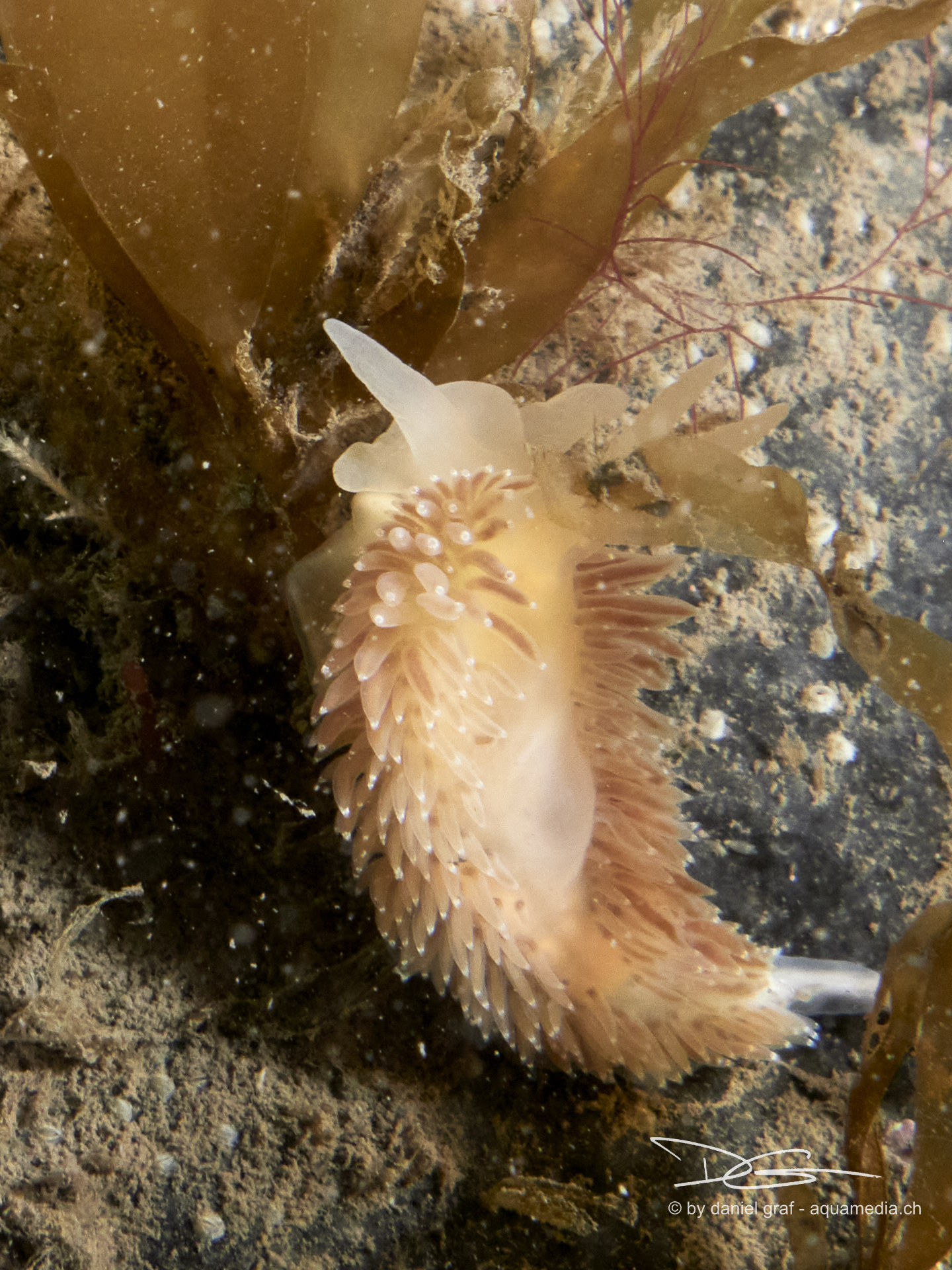 Schnecke