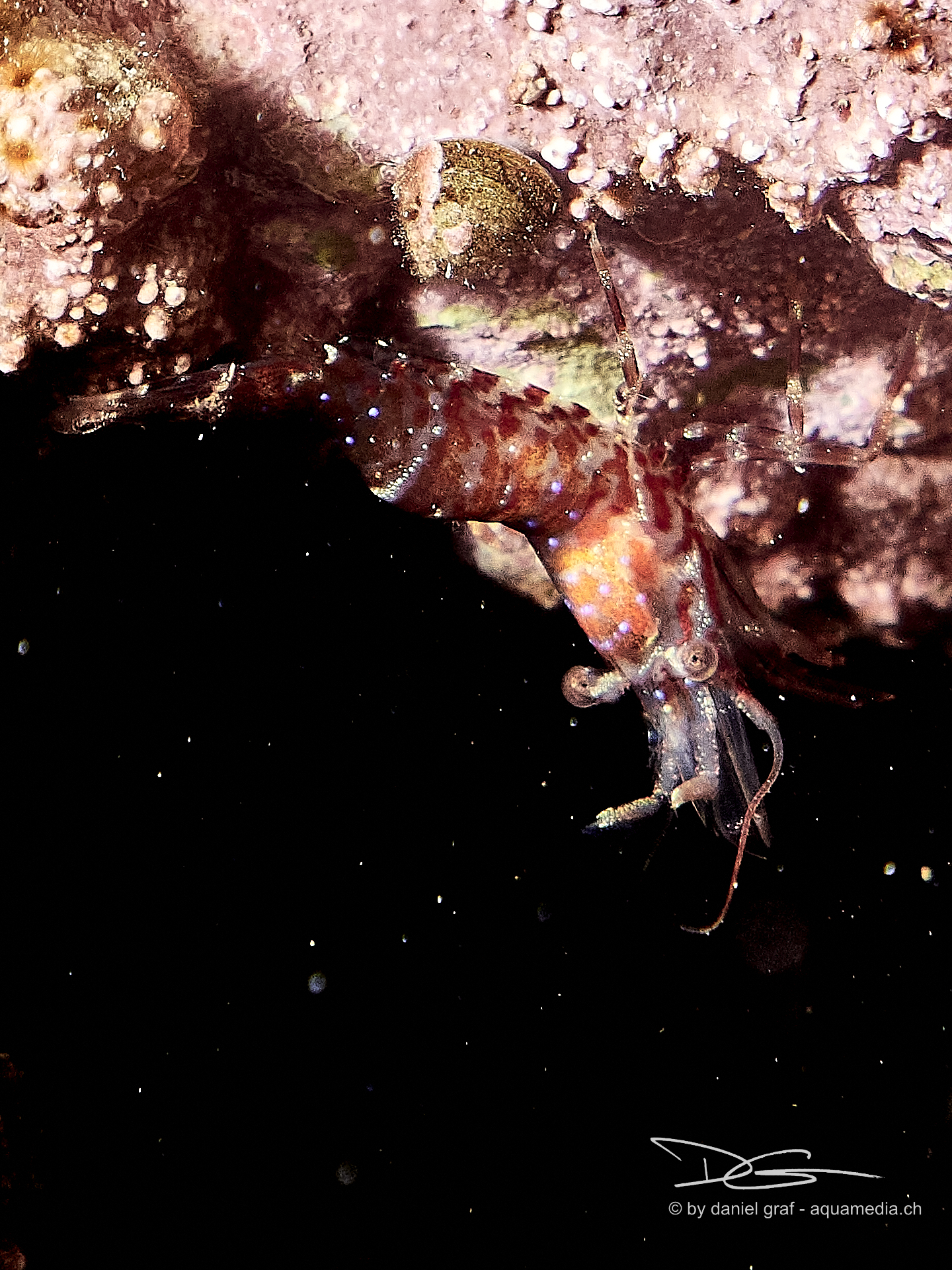Garnele