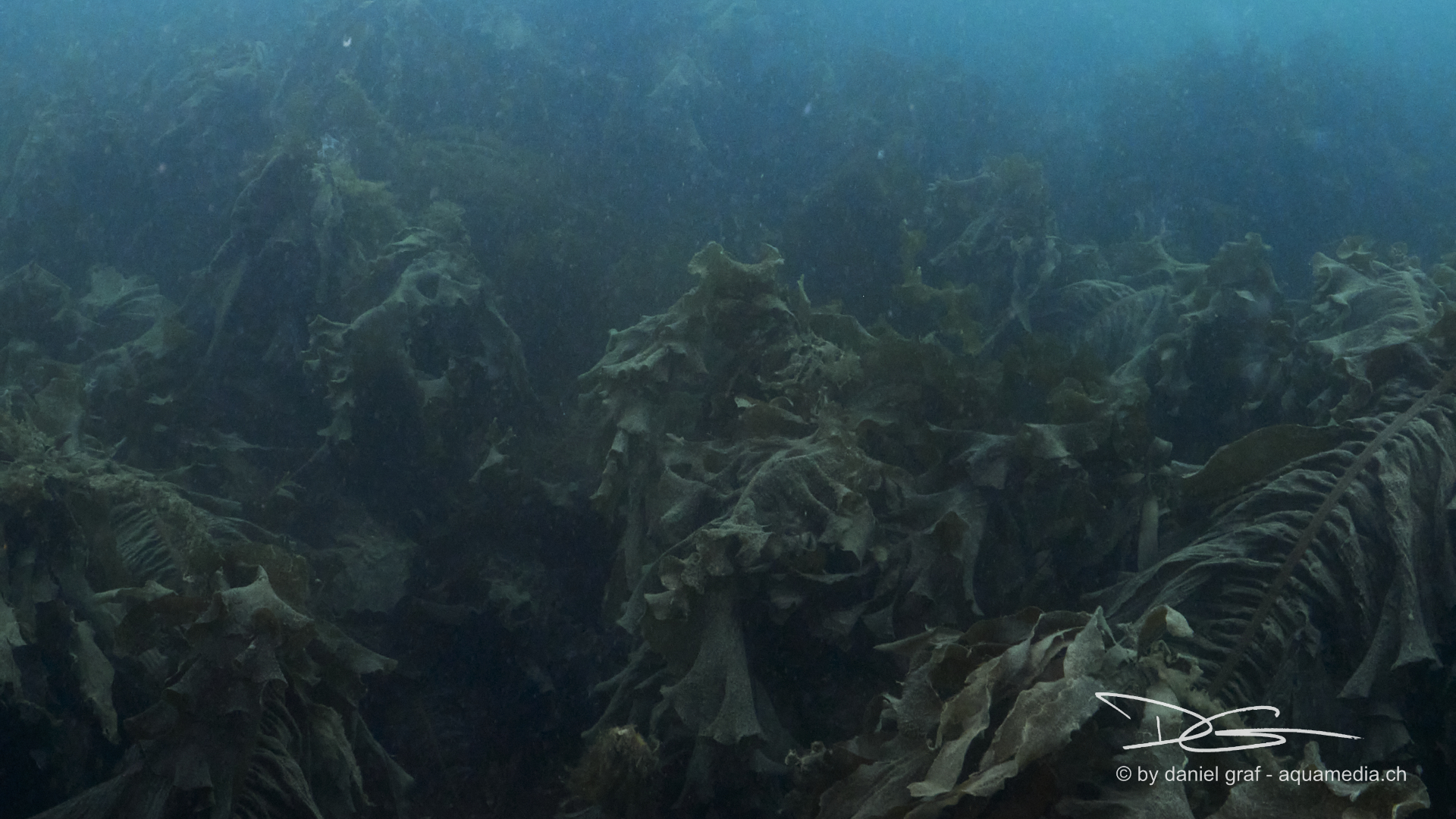 Kelp Landschaft